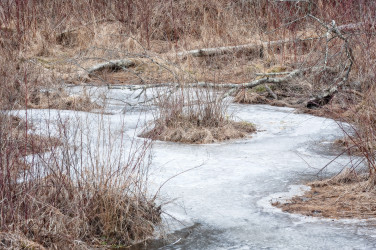 Linda DeStefano Brown