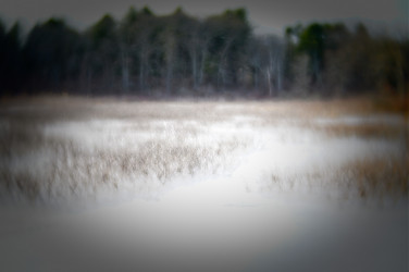 Linda DeStefano Brown