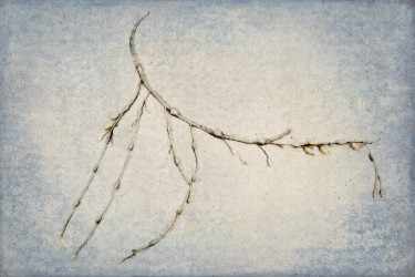 Linda DeStefano Brown