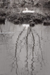 Linda DeStefano Brown