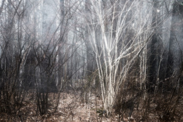 Linda DeStefano Brown