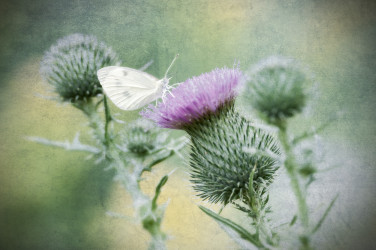 Linda DeStefano Brown