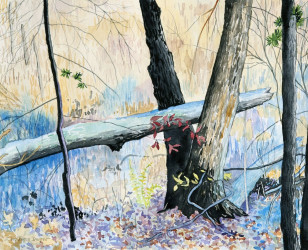 Joyce McJilton Dwyer