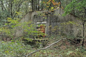 Bunk 341 - AWR Bunk 341 - AWR