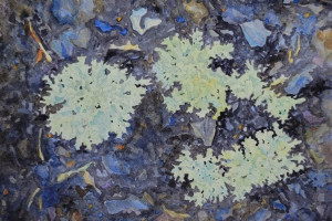 Joyce McJilton Dwyer